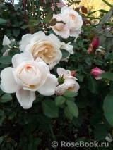 Crocus Rose® Crocus Rose®
