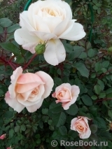 Crocus Rose® Crocus Rose®