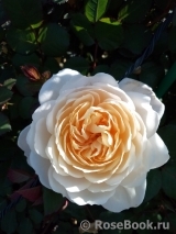 Crocus Rose® Crocus Rose®