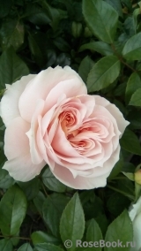 Lions Rose Lions Rose