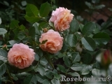 Sangerhauser Jubilaumsrose Sangerhauser Jubilaumsrose