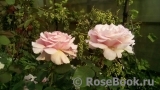 Frederic Mistral® Frederic Mistral®