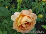 Crown Princess Margareta® Crown Princess Margareta®