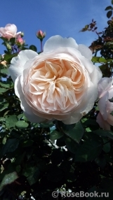 Crocus Rose® Crocus Rose®