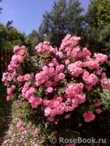 Mein schoner Garten Mein schoner Garten