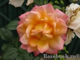 Pierre Tchernia Pierre Tchernia