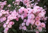 Heavenly Pink Heavenly Pink