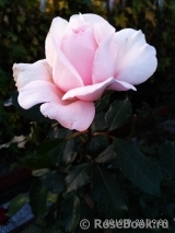 Chandos Beauty Chandos Beauty