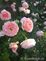 Abraham Darby Abraham Darby