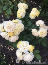 Golden Border Golden Border
