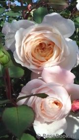 Crocus Rose® Crocus Rose®