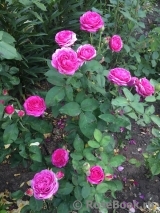 Heidi Klum Rose Heidi Klum Rose