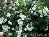 Aspirin Rose Aspirin Rose