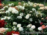 Lions Rose Lions Rose