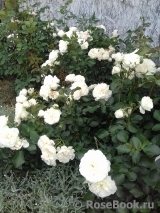White Meidiland White Meidiland