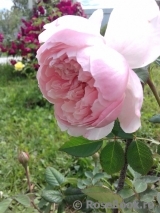 The Alnwick Rose The Alnwick Rose