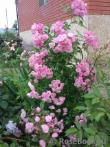 Heavenly Pink Heavenly Pink