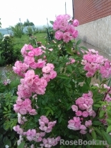 Heavenly Pink Heavenly Pink