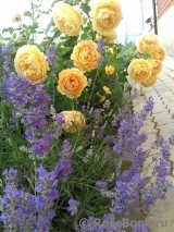 Golden Celebration® Golden Celebration®