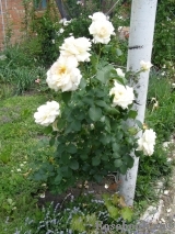 Schneewalzer Schneewalzer