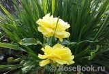 Friesia Friesia