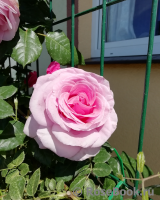 Crazy in Love Pink ® Crazy in Love Pink ®