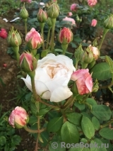 Glamis Castle® Glamis Castle®