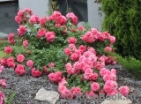 Rosarium Uetersen Rosarium Uetersen