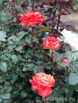 Blush Blush