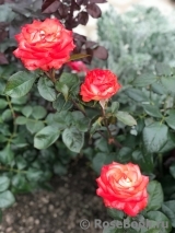 Blush Blush