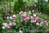 Kordes' Rosenfaszination ® Kordes' Rosenfaszination ®