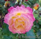 Gartenspass ® Gartenspass ®