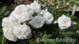 Eulalia Berridge Eulalia Berridge