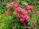 Marjorie Fair ® Marjorie Fair ®