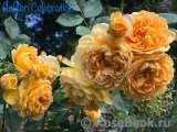 Golden Celebration® Golden Celebration®