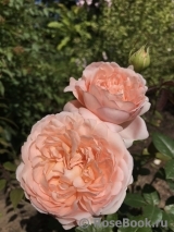 Ambridge Rose Ambridge Rose