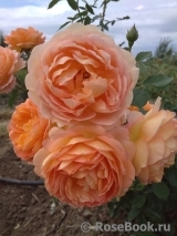 Lady of Shalott Lady of Shalott