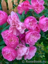 Heavenly Pink Heavenly Pink