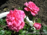 Rosarium Uetersen Rosarium Uetersen