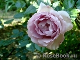 La Rose du Petit Prince La Rose du Petit Prince