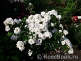 Aspirin Rose Aspirin Rose