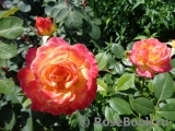 Gartenspass ® Gartenspass ®