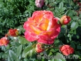 Gartenspass ® Gartenspass ®