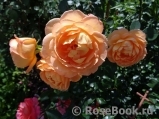 Lady of Shalott Lady of Shalott