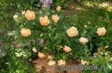 Lady of Shalott Lady of Shalott