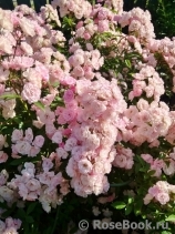 Heavenly Pink Heavenly Pink