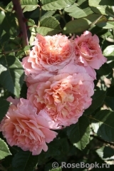 Augusta Luise Augusta Luise