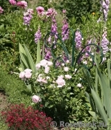Hans Gonewein Rose Hans Gonewein Rose