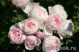 Hans Gonewein Rose Hans Gonewein Rose