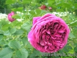 Falstaff® Falstaff®